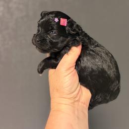 Jewel - Black female Maltipoo puppy in Newport Beach, California from Exotic City Pomeranians and chihuahuas