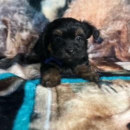 Ross - Black and gold male Yorkipoo puppy in Clover, South Carolina from Cudi’s Buddies