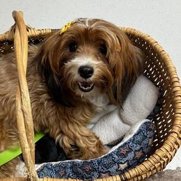 Havanese from A Royal Havanese Court