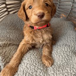 Bernedoodle and Goldendoodle Puppies from Dose of Doodles