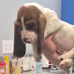 JD - Black and white male Basset Hound puppy in Dixon, Missouri from Kickapoo Bassets