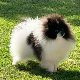 Viva - Pomeranian