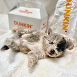 Croissant - Merle male Pomsky puppy in Sanbornton, New Hampshire from Kristie’s Husky Haven