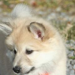 Icelandic Sheepdog Puppies from Valhalla Icelandic Sheepdogs