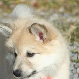 Icelandic Sheepdog Puppies from Valhalla Icelandic Sheepdogs