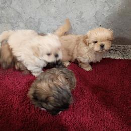 Barney - Brindle and white male Shih Tzu puppy in Austin, Minnesota from Bearpaw Shih Tzus