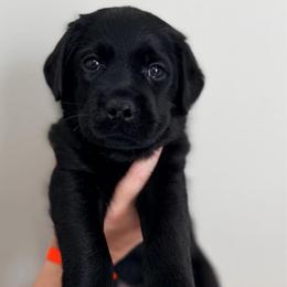 Orange Collar - Black male Labrador Retriever puppy in Port Saint Lucie, Florida from Fleeher Labradors