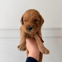 Maple - Red  female Goldendoodle puppy in La Porte, Texas from B+C Doodles