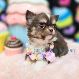 Cratchit 4500 - Chocolate and white male Chihuahua puppy in Piqua, Kansas from Cute As A Cupcake Chihuahuas