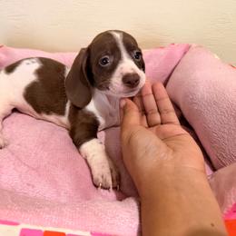 Astrid - Piebald female Dachshund puppy in Magnolia, Texas from Carrie’s Countryside Dachshunds