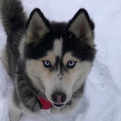 Siberian Huskies from Timber Town Tails