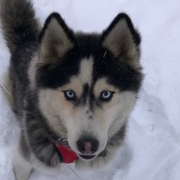 Siberian Huskies from Timber Town Tails