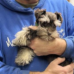 Miniature Schnauzers from Larsen’s Adorable Pups