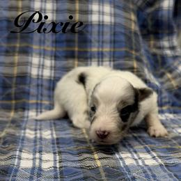 Pixie - Blue merle white and tan female Shetland Sheepdog puppy in Wolcott, Indiana from Southside Shelties