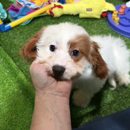 Mary - female Cavapoo puppy in Bourne, Massachusetts from Shih Tzu Pups
