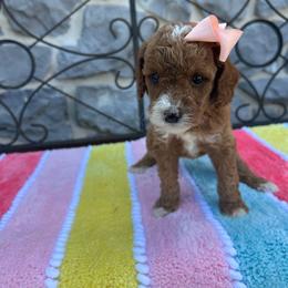 Fifi - Red  female Goldendoodle puppy in Mint Hill, North Carolina from DoodleForever