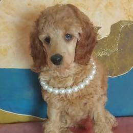 Hannah Harper Majestic Embrace Medium Import Line - Apricot female Poodle puppy in Licking, Missouri from Majestic Embrace Poodles