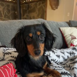 Delilah - Dachshund