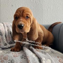 Black collar - Mahogany and white male Basset Hound puppy in Alton, Illinois from Show Me Great Danes and Basset Hounds