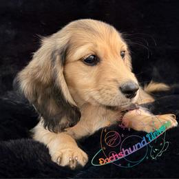 Draco - Cream male Dachshund puppy in Peyton, Colorado from Dachshund Universe
