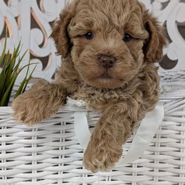 Toffee's Male 1 - Buster - Fawn male Havapoo puppy in Burlington, Iowa from River View Puppies