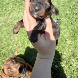 Girl 2 - Sable female Dachshund puppy in Umatilla County, Oregon from Divine Dogs