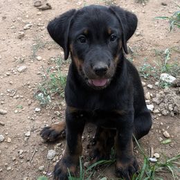 Anara - Black and rust female Beauceron puppy in Austin, Texas from A Mes Cotes