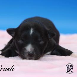 Crush - Black tri female Miniature Australian Shepherd puppy in Weeki Wachee, Florida from Arlington's Mini Aussies