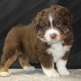 Harry - Red tri-color male Miniature American Shepherd puppy in Lewistown, Ohio from Maple Lane Miniature American Shepherd