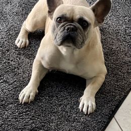 Roxy - French Bulldog