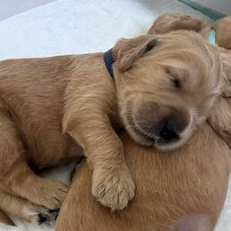 DAKOTA - Red  female Goldendoodle puppy in Porter Ranch, California from Jasperdoodle.com