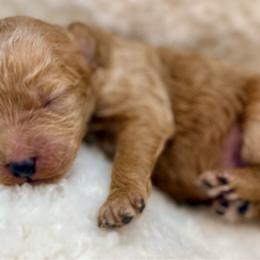 Buttercup - Apricot male Poodle puppy in Peyton, Colorado from Fuzzybottoms Ranch LLC