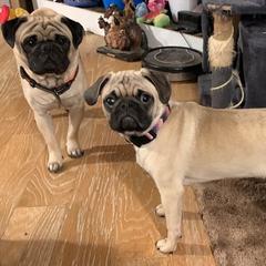 Pugs from Sweet Warner Pugs