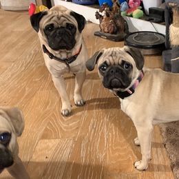 Pugs from Sweet Warner Pugs