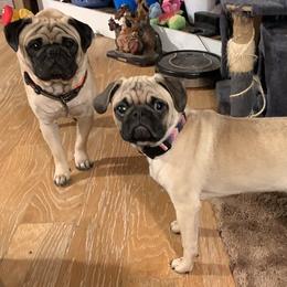 Pugs from Sweet Warner Pugs