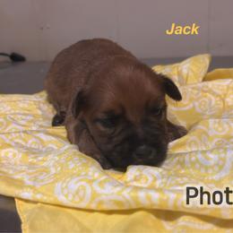 Jack - Wheaten male Soft Coated Wheaten Terrier puppy in Gladewater, Texas from Felicias Swheaties