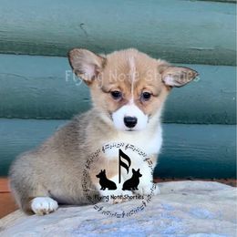 Poppy- AKC - Sable female Pembroke Welsh Corgi puppy in Casper, Wyoming from Flying Note Shorties