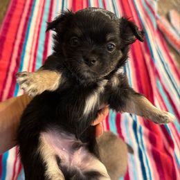 Boy 1 - Black and tan male Chihuahua puppy in Summerfield, Florida from Uey’s Chihuahuas