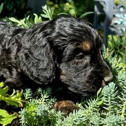 Black Phantom, Sable, Male Two - Black phantom male Aussiedoodle puppy in Parma, Idaho from Arena Valley Acres