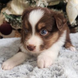 Bella - Red tri female Miniature Australian Shepherd puppy in Lakeland, Florida from Sunshine Mini Aussies