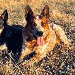 Australian Cattle Dogs from Hangin R Kennels