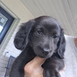 Mounds 2500 - Black female Dachshund puppy in Sarasota County, Florida from Donna's Mini Joys