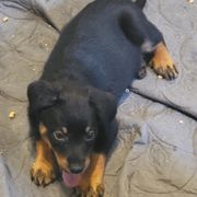 Boy 3B - Black and tan male Beauceron puppy in Vale, North Carolina from Von Katzenstein Kennel