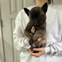 Boy 3 - Gold brindle Dutch Shepherd puppy in Watertown, Connecticut from APACHE CANINE