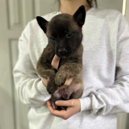 Boy 3 - Gold brindle Dutch Shepherd puppy in Watertown, Connecticut from APACHE CANINE