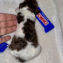 Aussiedoodle, Bernedoodle, Goldendoodle, and Poodle Puppies from Vallevistadoodles