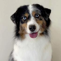 Charlee - Miniature Australian Shepherd