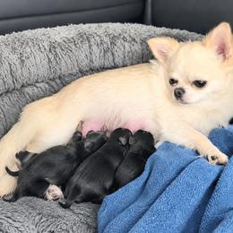 Puppy 3 - Blue and white female Chihuahua puppy in Monterey County, California from Dei’s Chihuahuas
