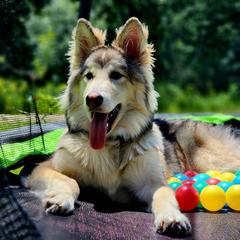 Native American Indian Dog Puppies from Seven Sisters Canids