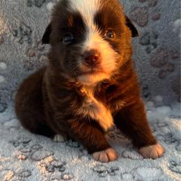 Bo Peep - Red & white female Miniature Australian Shepherd puppy in Stuart, Iowa from Arbor Hill Aussies
